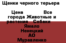 Щенки черного терьера › Цена ­ 35 000 - Все города Животные и растения » Собаки   . Ямало-Ненецкий АО,Муравленко г.